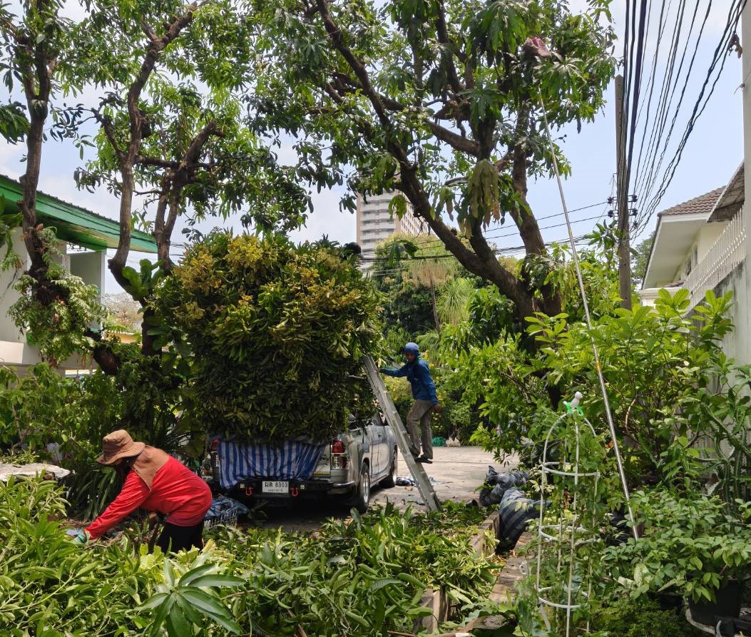 ทำไมการตัดแต่งต้นไม้จึงต้องใช้ผู้เชี่ยวชาญ?